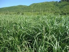 Grass Mat
