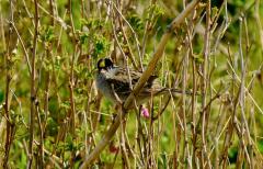 Golden-crowned Sparrow