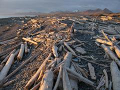 Driftwood