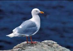 Gulls
