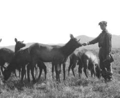 Elk