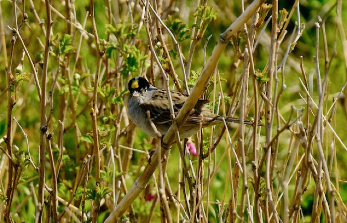 Golden-crowned Sparrow