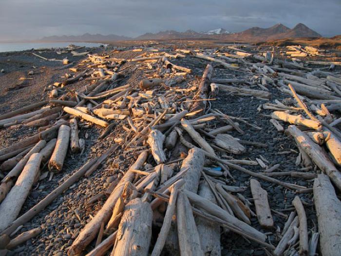 Driftwood