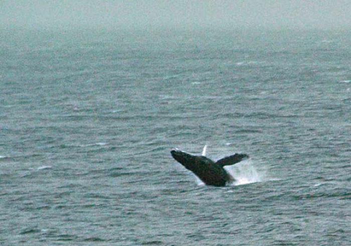 Flipper