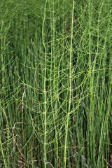 Horsetail