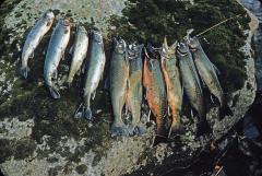Dolly Varden