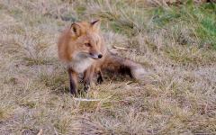 Fox