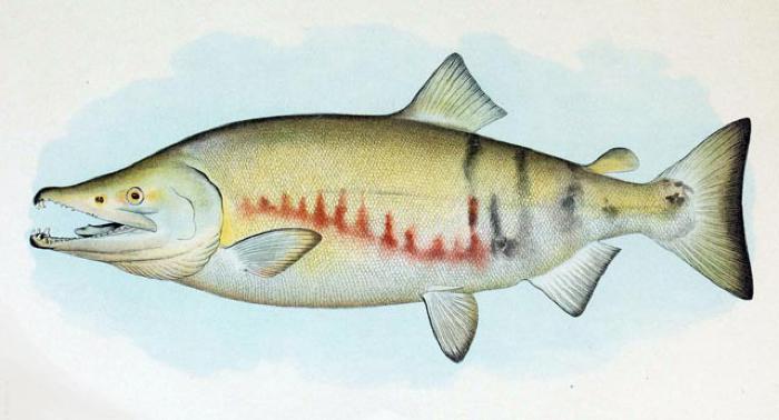 Dog Salmon