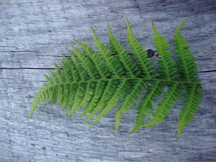 Fern