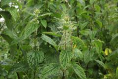 Nettle