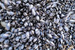 Blue Mussel
