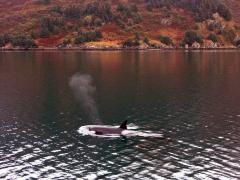 Orca