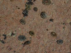 Limpet