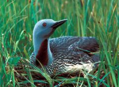 Loon