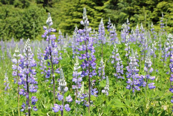 Lupine