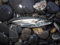 Little Fish