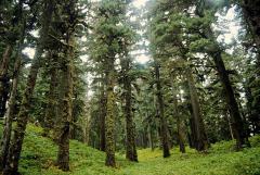 Moss