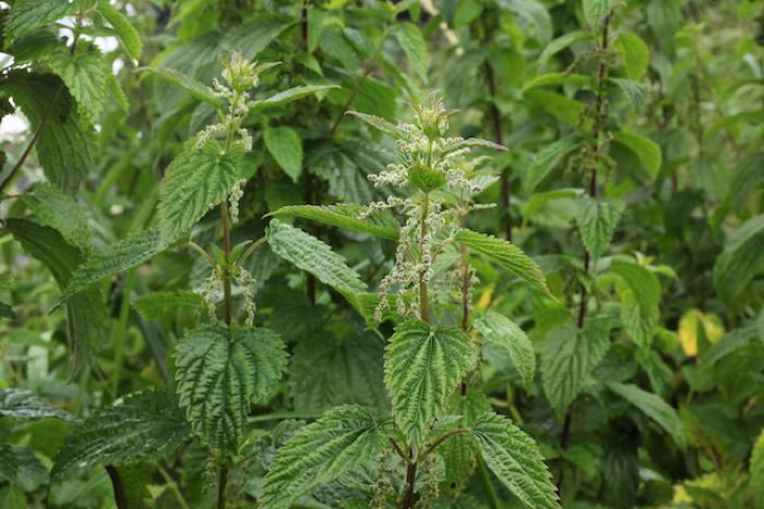 Nettle