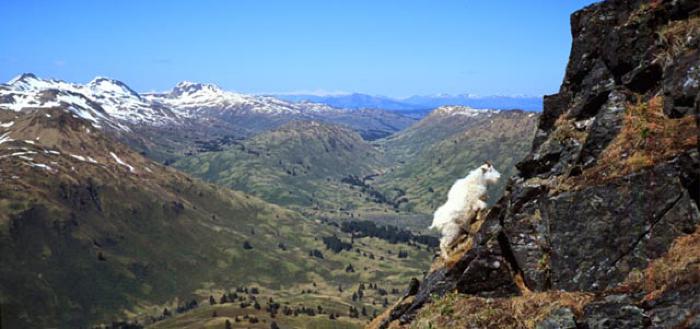Mountain Goat