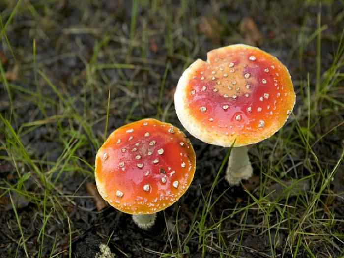 Mushroom