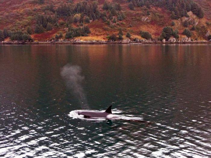 Orca