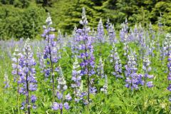 Lupine