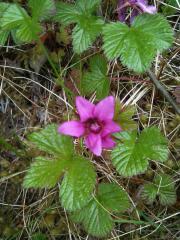 Nagoonberry, Raspberry