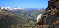 Mountain Goat