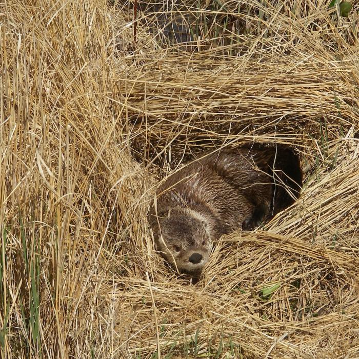 River Otter